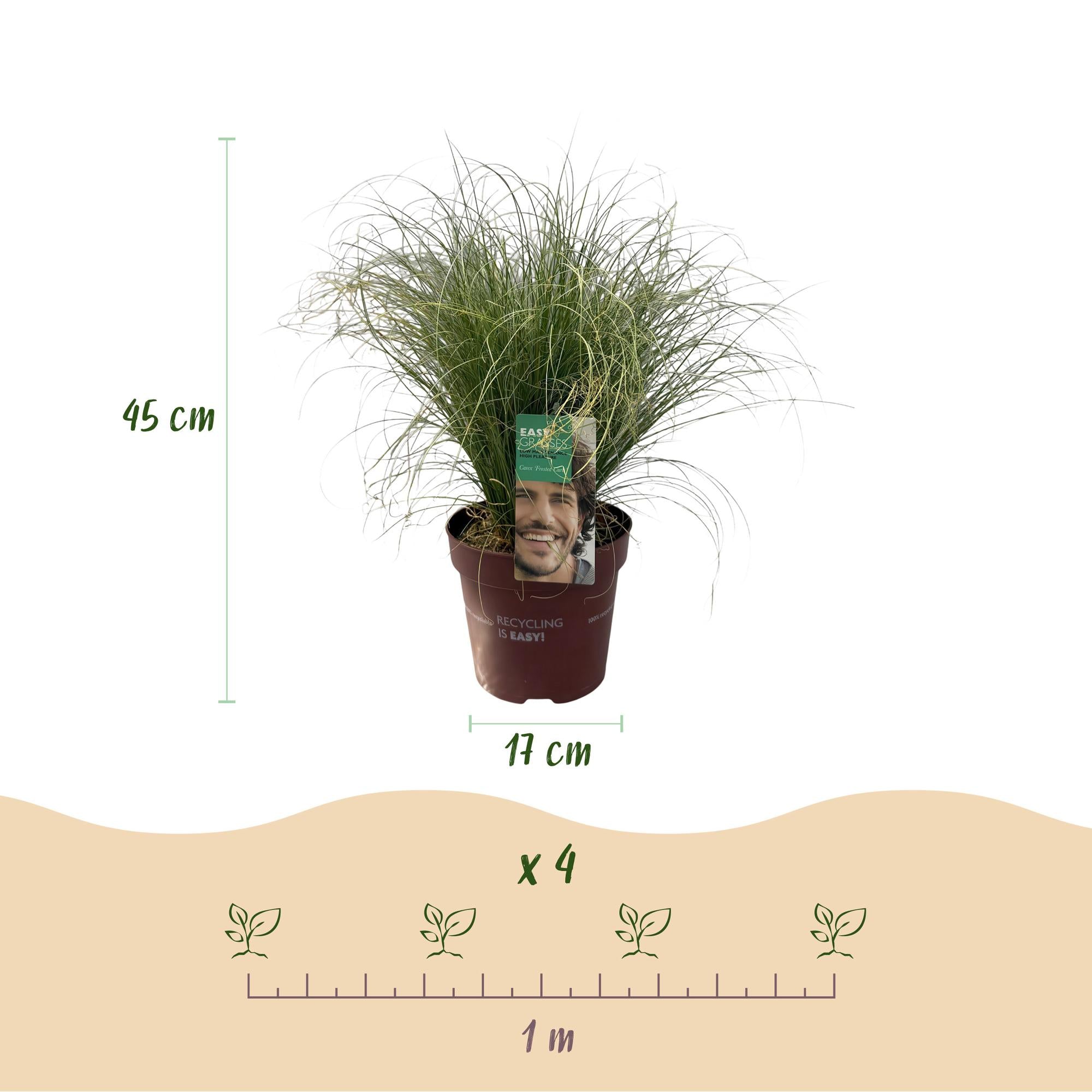 Carex comans Frosted Curls - Groen - 1 Planten - Groenblijvend - Winterhard - Pot 17cm Hoogte 50cm