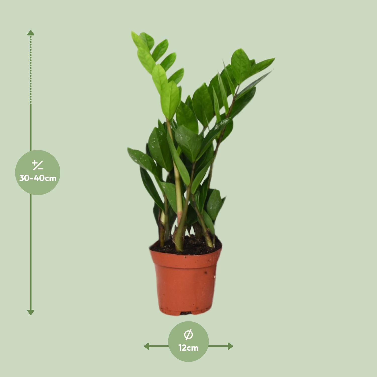 Zamioculcas Zamiifolia - Ø12 cm - ↕40 cm