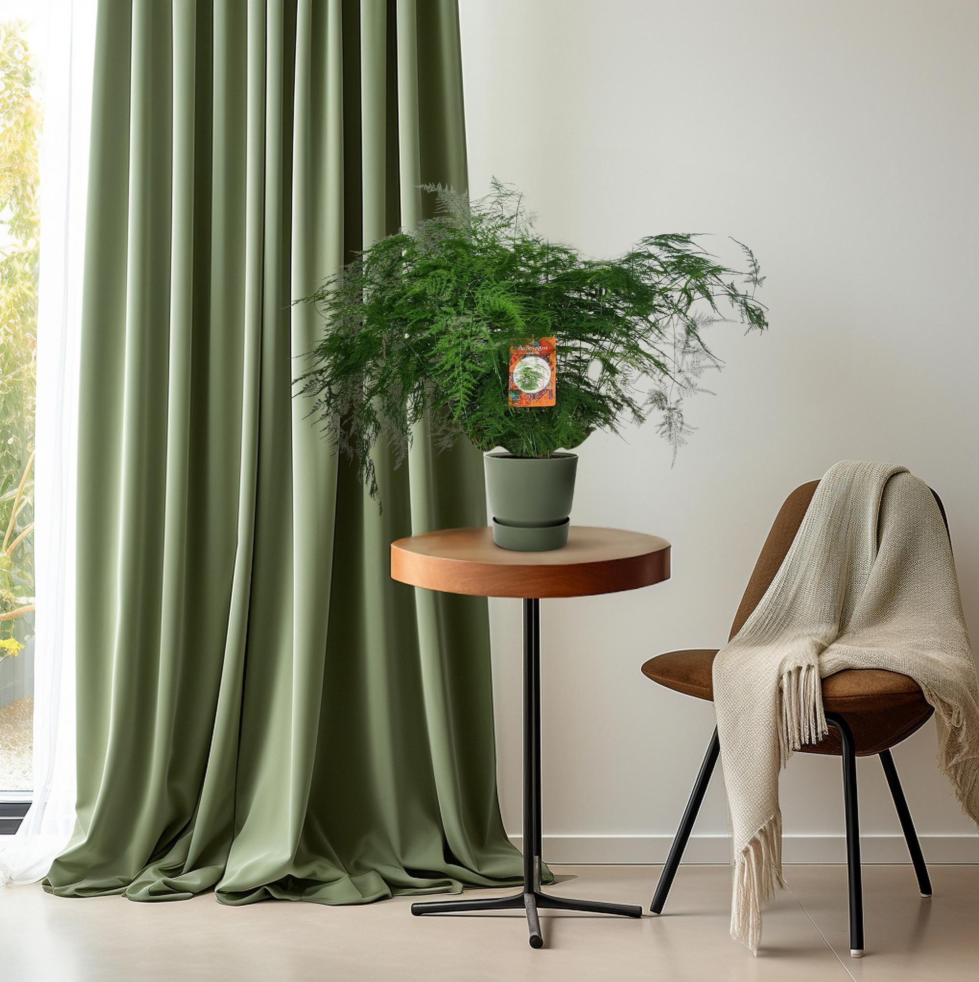 Asparagi Setaceus - Ø27cm - ↕70cm