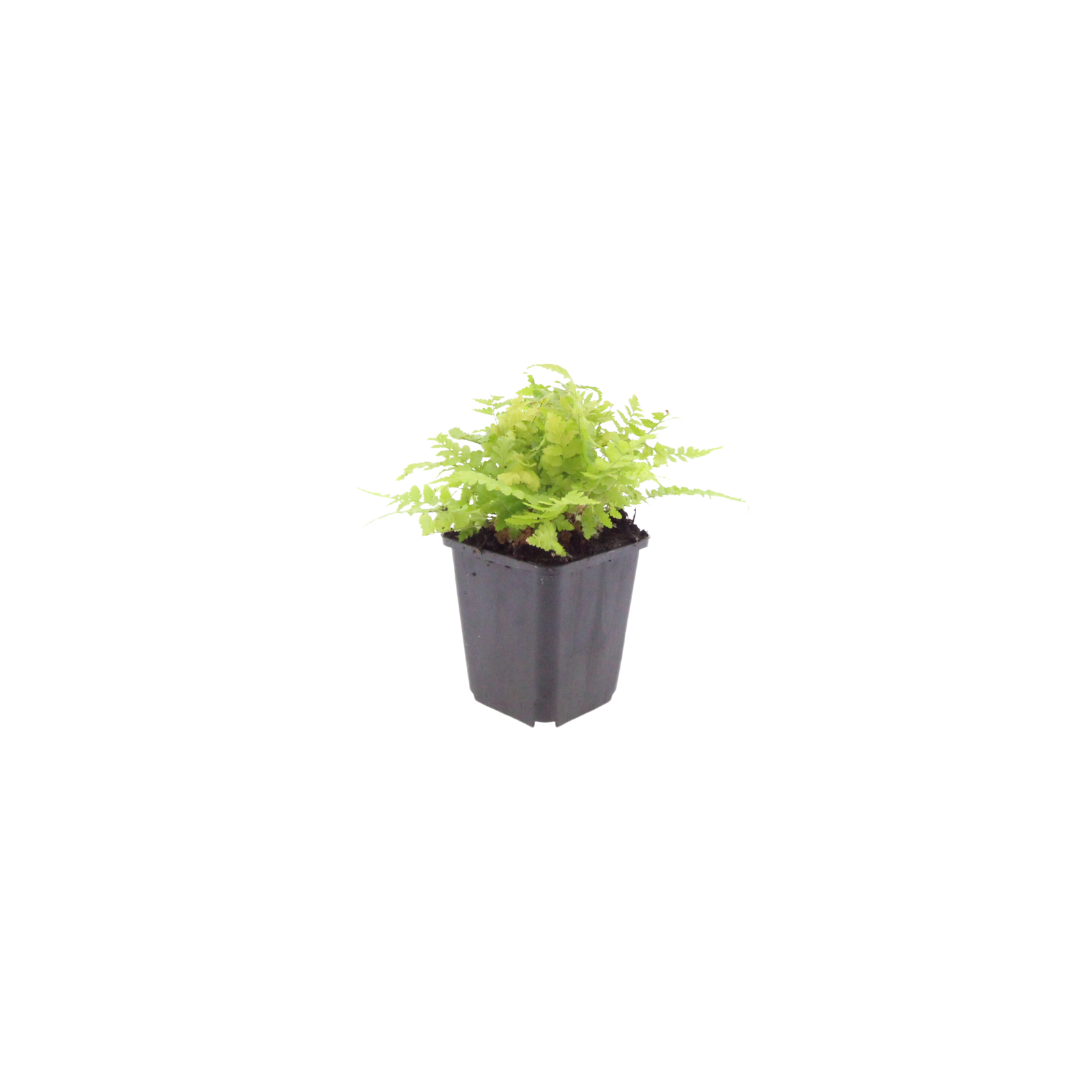 60x Dryopteris filix-mas - ↕10-25cm - Ø9cm