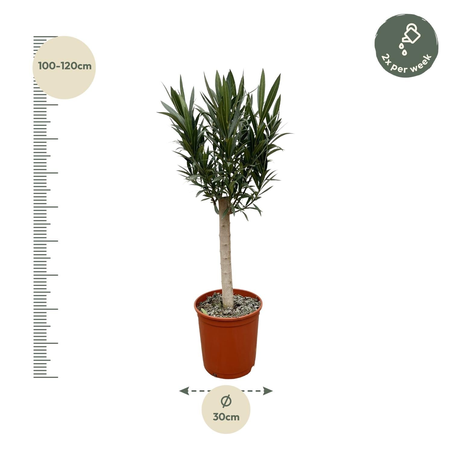 Oleander (Nerium) am Stiel mit rosa Blüte - 110 cm - Ø 22