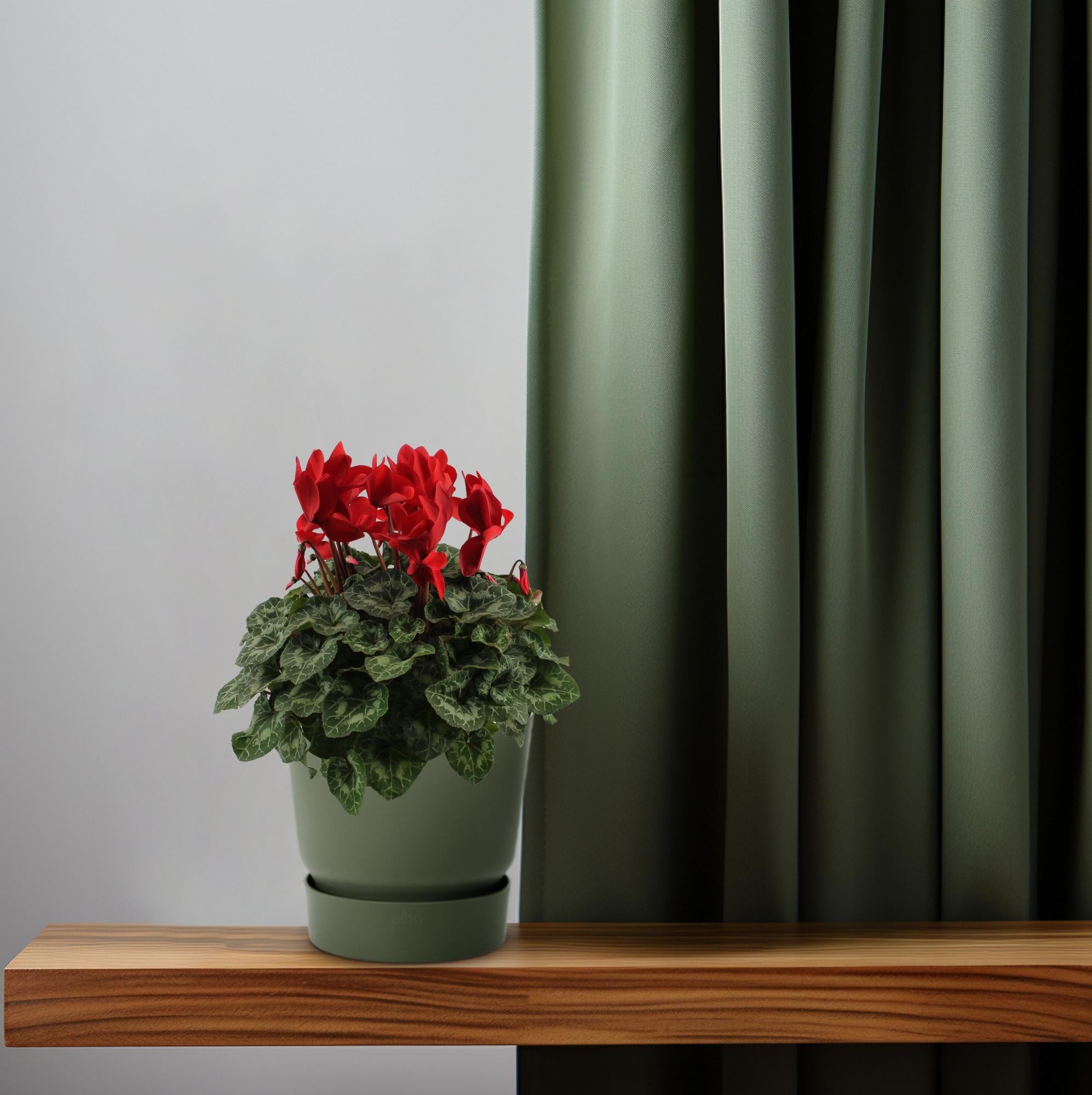 Cyclamen rouge - Ø17cm - ↕40cm