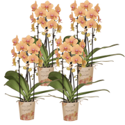 Kolibri Orchids | Combi Deal - 4 Oranje-Roze Phalaenopsis Orchideeën Niagara Fall Sunny Bunny - Ø12 cm