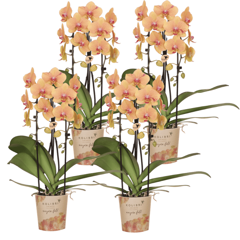 Kolibri Orchids | Combi Deal - 4 Oranje-Roze Phalaenopsis Orchideeën Niagara Fall Sunny Bunny - Ø12 cm