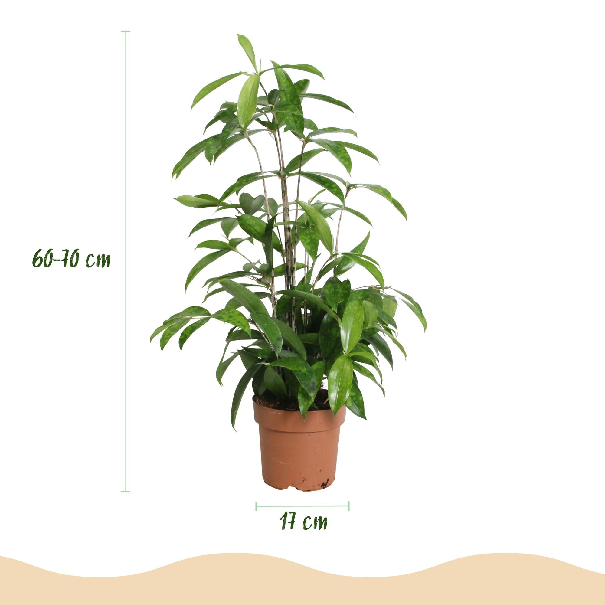 Dracaena surculosa - Drakenbloedboom - Weinig onderhoud - Groen - 2 Planten - Pot 17cm - Hoogte 60-70cm