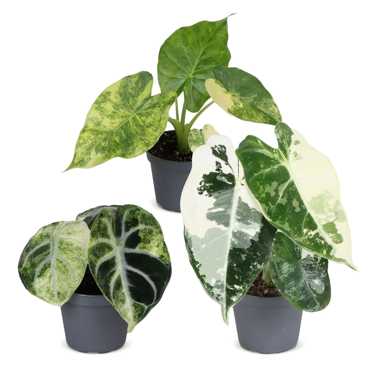 Baby Alocasia Tricolour Variegata 3x - Groen - Zwart - Variegata - Tropisch - Ø6cm - ↕5-15cm