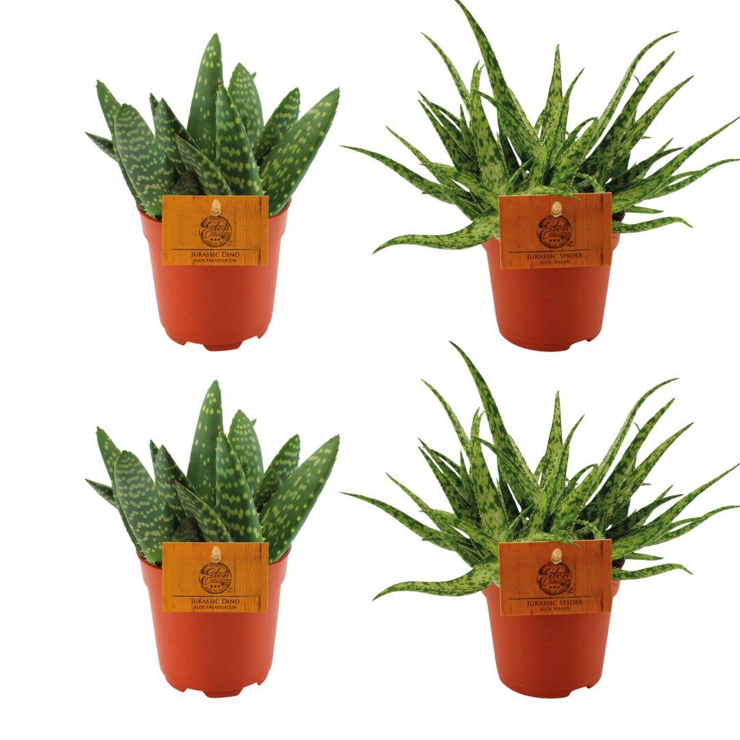 2 Aloe Paradisicum + 2 Aloe Spider - 4 pièces - Ø10,5 cm - ↕10 cm