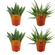 2 Aloe Paradisicum + 2 Aloe Spider - 4 pièces - Ø10,5 cm - ↕10 cm
