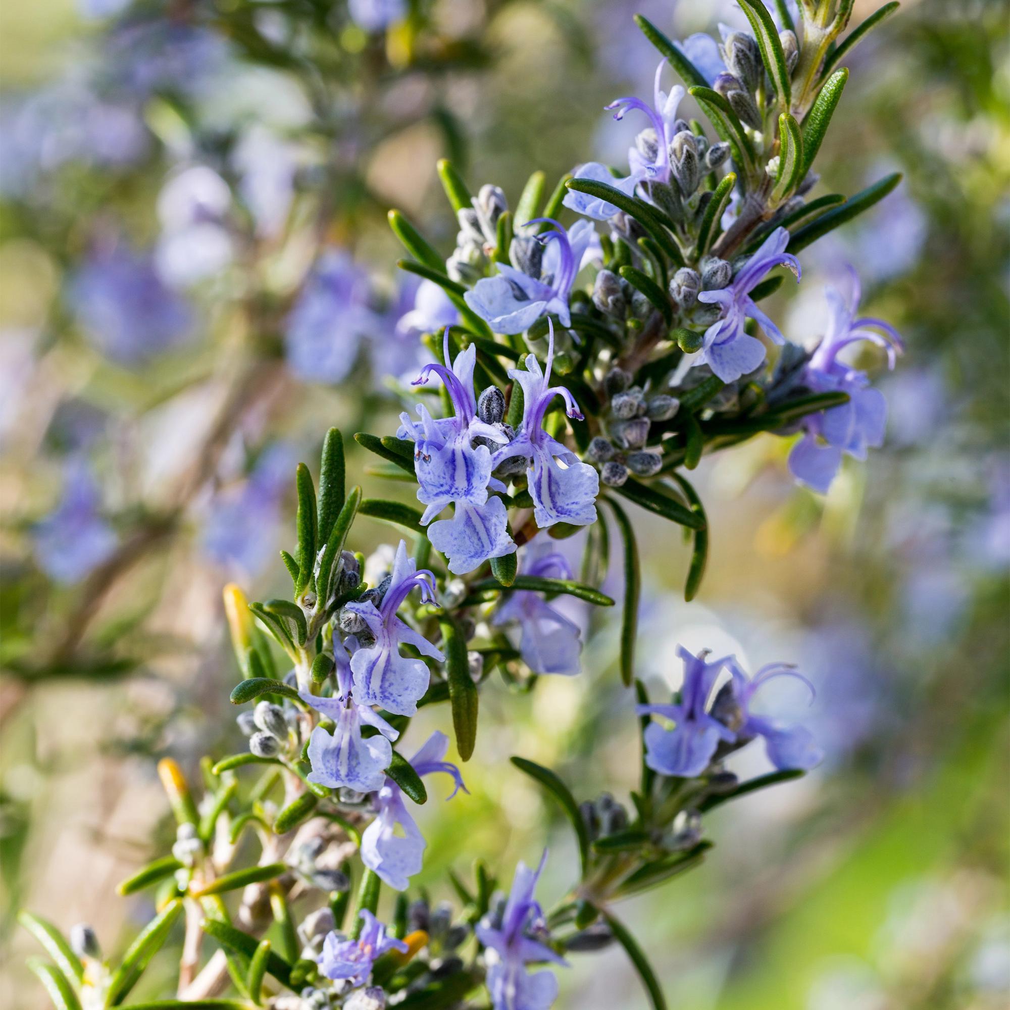 Rosmarinus officinalis - Terras Plant - Bladhoudend - Winterhard - Paarse Bloem - Pot 19cm Hoogte 90cm