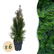 Green boutiQ - Heckenpflanzen - Thuja occidentalis Smaragd - Blatt grün - 6 Pflanzen - 1 laufender Meter - immergrün - Topf 17cm Höhe 60cm
