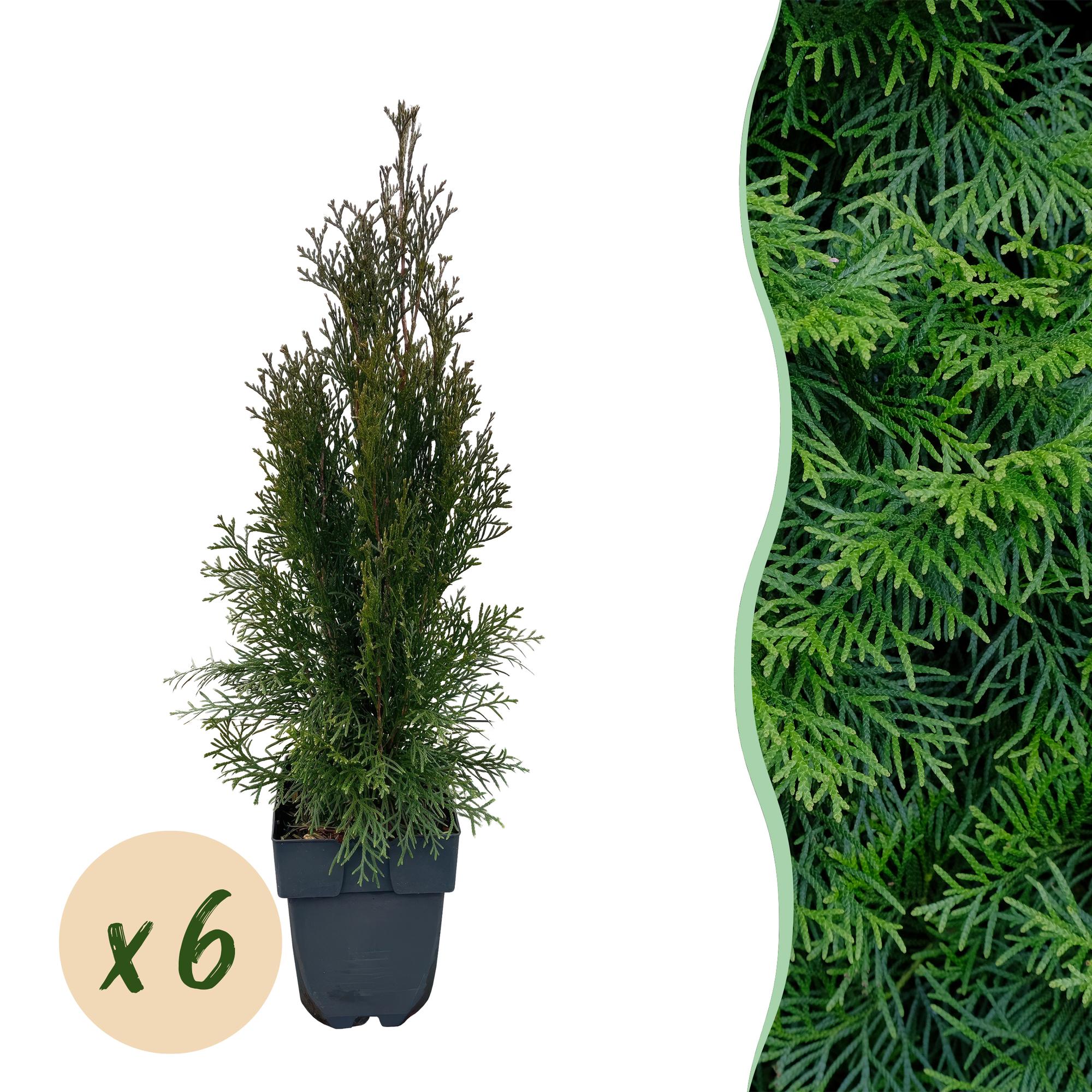 Green boutiQ - Heckenpflanzen - Thuja occidentalis Smaragd - Blatt grün - 6 Pflanzen - 1 laufender Meter - immergrün - Topf 17cm Höhe 60cm