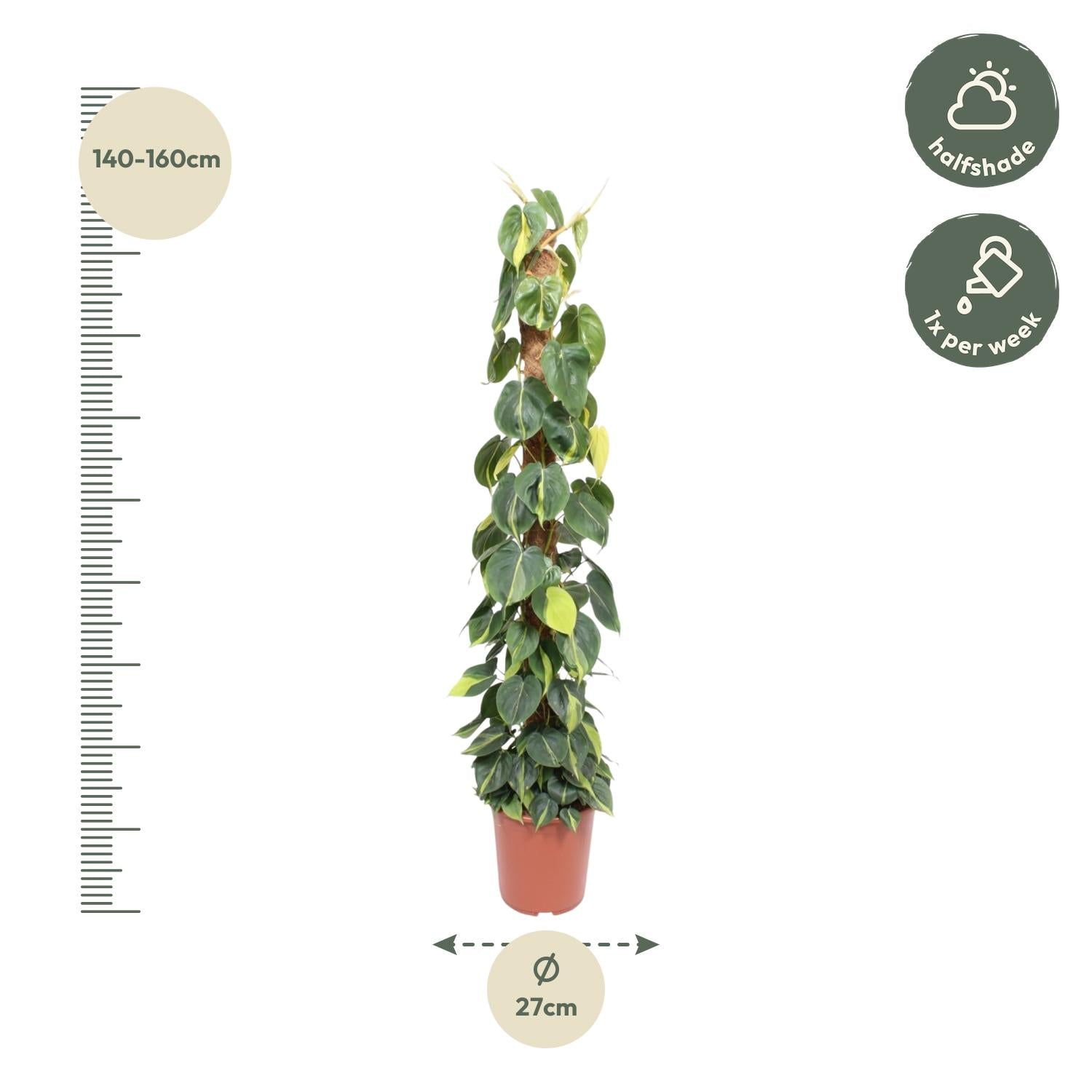 Philodendron Scandens Brasil Moosstab - 150 cm - ø27