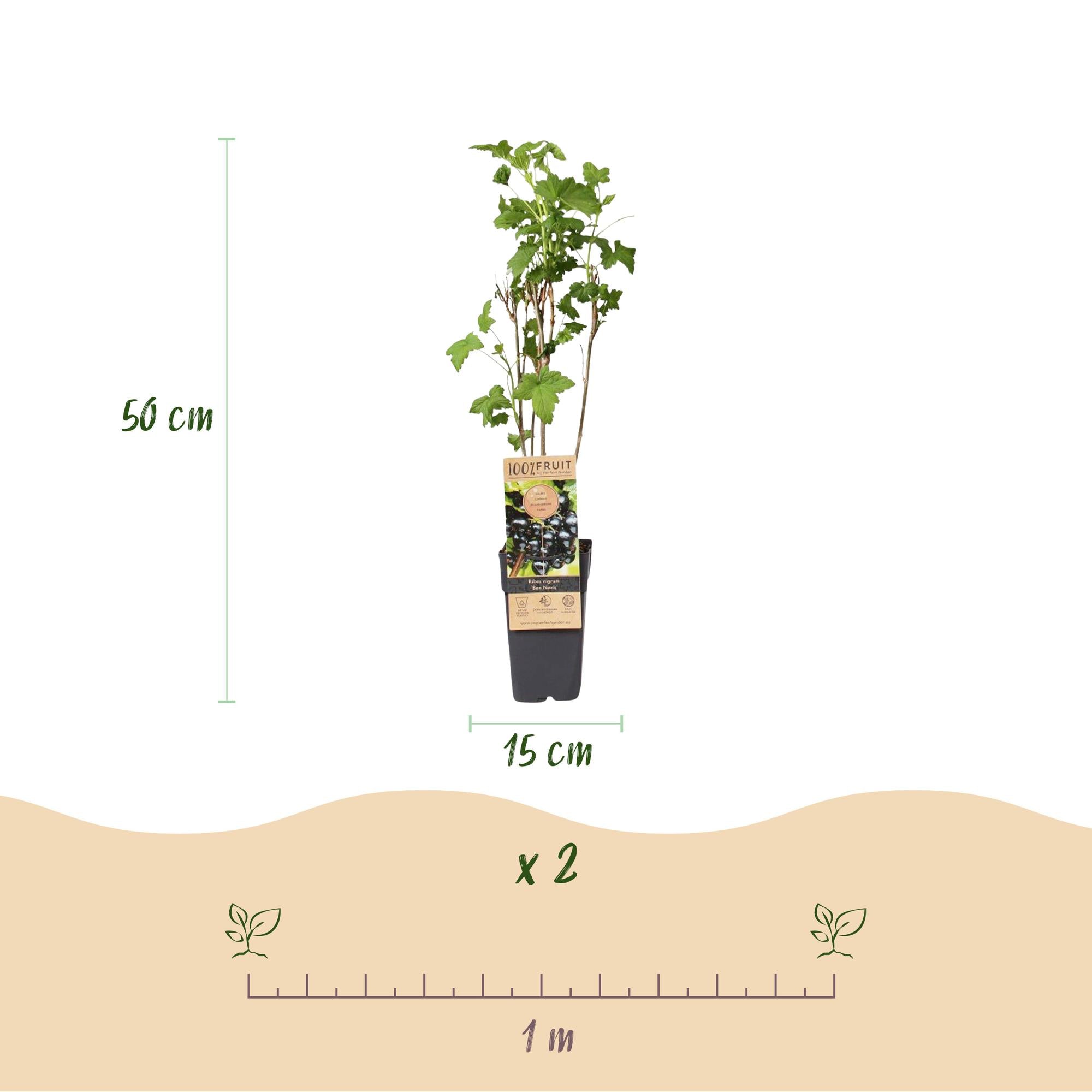 Ribes nigrum Ben Nevis - Bessenplant - Winterhard - Zwarte Bes - 2 Planten - Pot 15cm - Hoogte 50cm