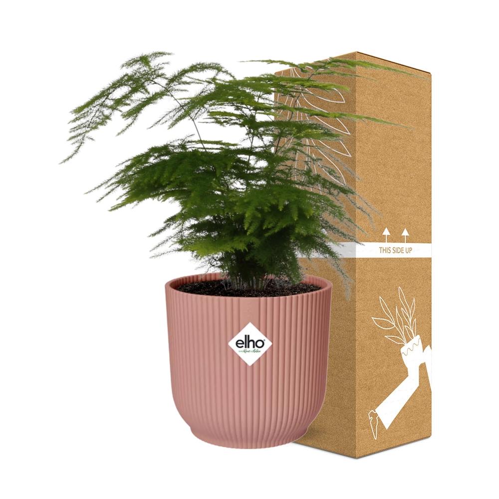 Asparagus Setaceus 'Plumosus' en ELHO Vibes Fold 14cm rose