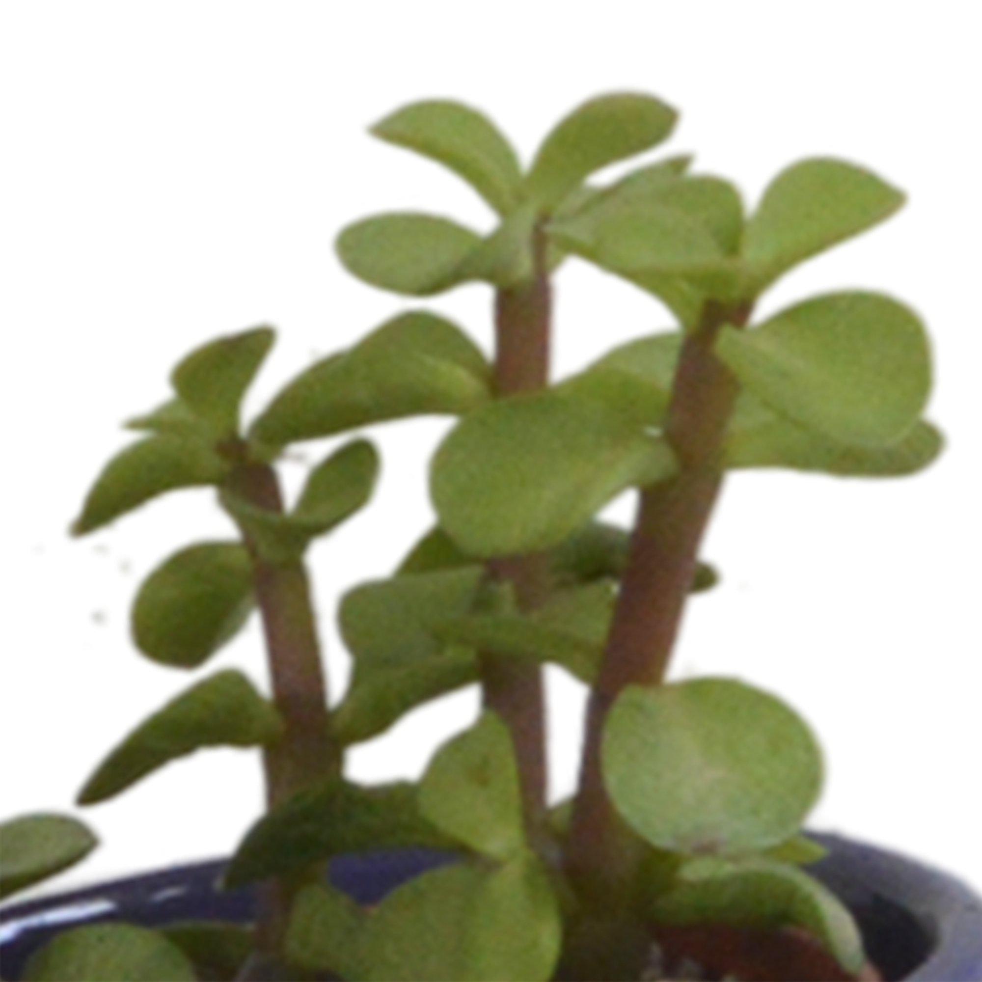 Succulent mix 5.5 cm - 5x - in Mexican pot