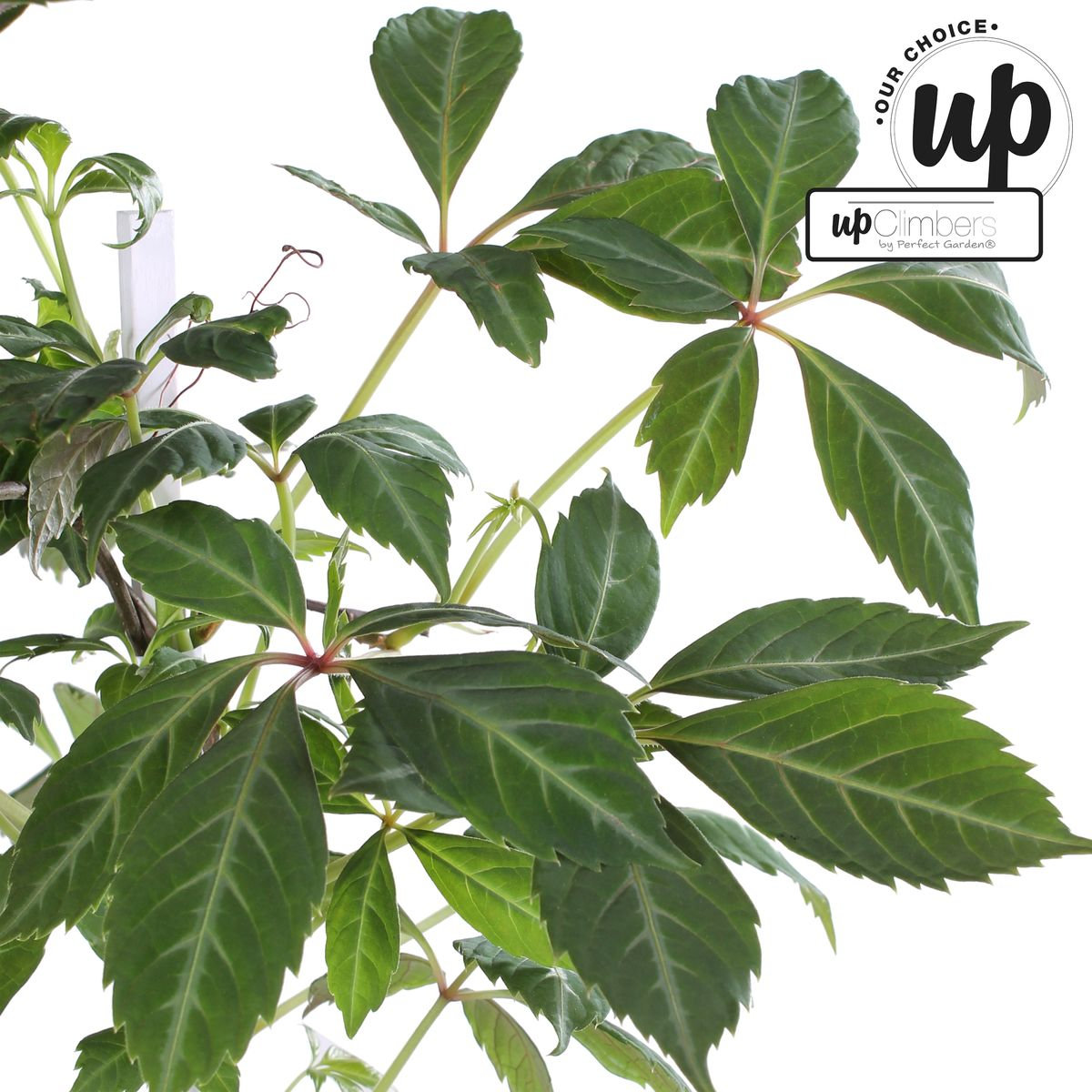 Parthenocissus henryana – Chinesische Wildrebe – Ø 15 cm – ↕ 65 cm