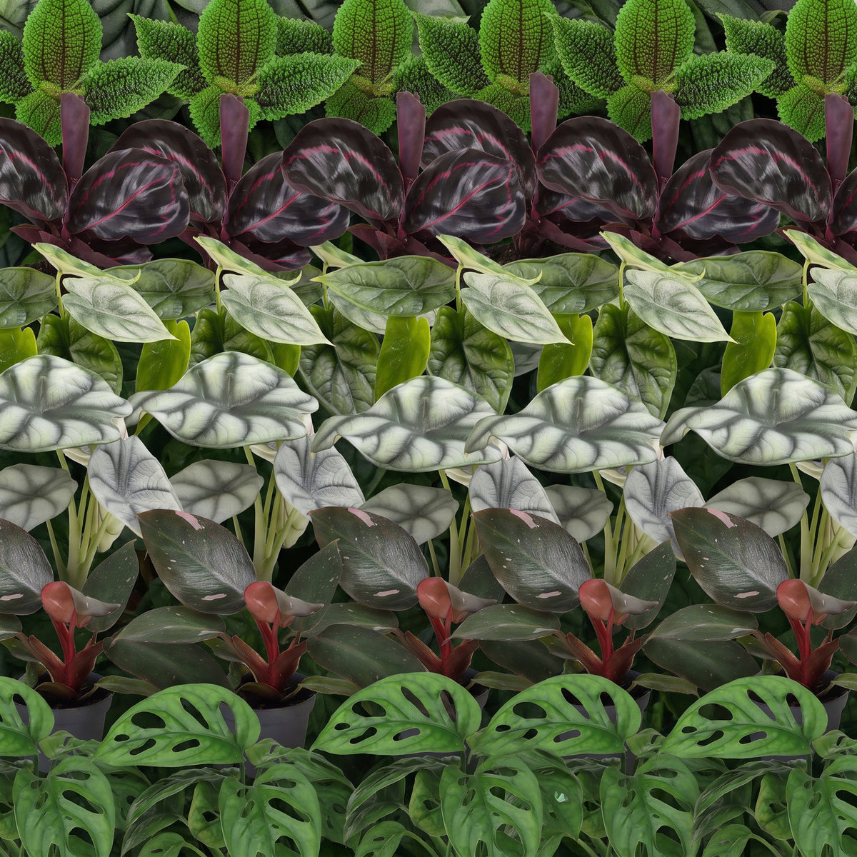 Baby Planten Jungle Mix - Diversen 6x - Tropisch - incl. Copper Reef - Ø6cm - ↕10-15cm