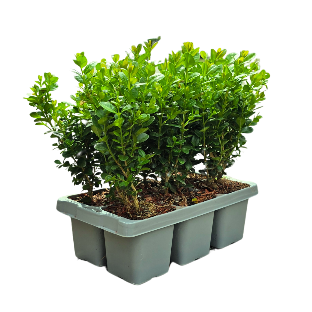 Buxus NewGen Freedom 6-Pack – Winterharde Groenblijvende Struiken 6 x Ø7 cm - ↕15 cm | Compacte Buxus"