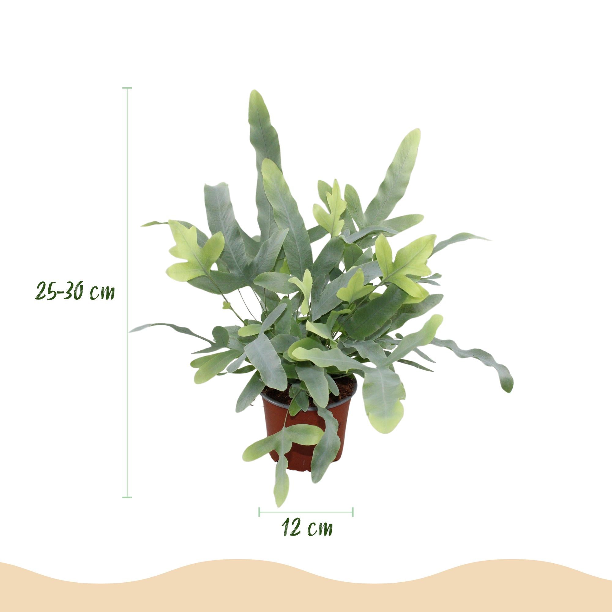 Phlebodium aureum Blue Star - Blauwe Varen - Blauw - 4 Planten - met Potter Grijs - Pot 12cm - Hoogte 25cm