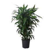 Dracaena Frag. Janet Craig - Ø27cm - ↕120cm
