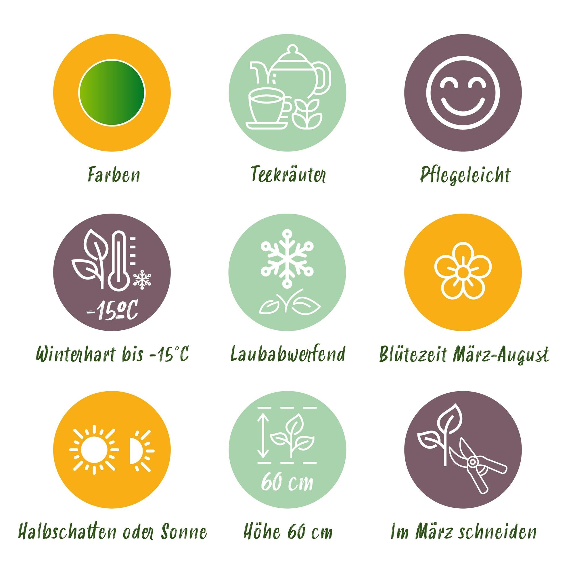 Green boutiQ – Beet-Set – Teekräuter – 8 Stauden – 1 m² – Verschiedene Farben – Pflegeleicht – 11-cm-Topf