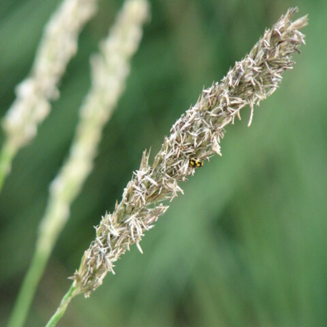6x Sesleria autumnalis - ↕10-25cm - Ø9cm