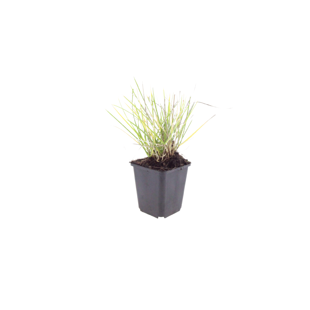 6x Sesleria autumnalis - ↕10-25cm - Ø9cm