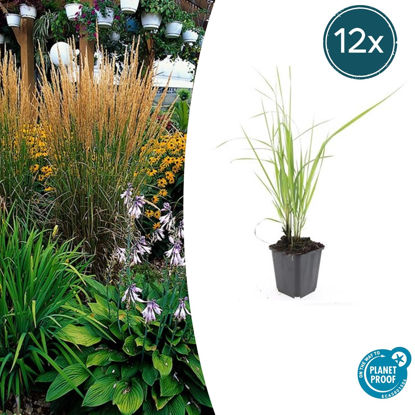 12x Calamagrostis acute. 'Karl Foerster' - ↕10-25cm - Ø9cm