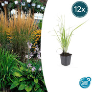 12x Calamagrostis acute. 'Karl Foerster' - ↕10-25cm - Ø9cm