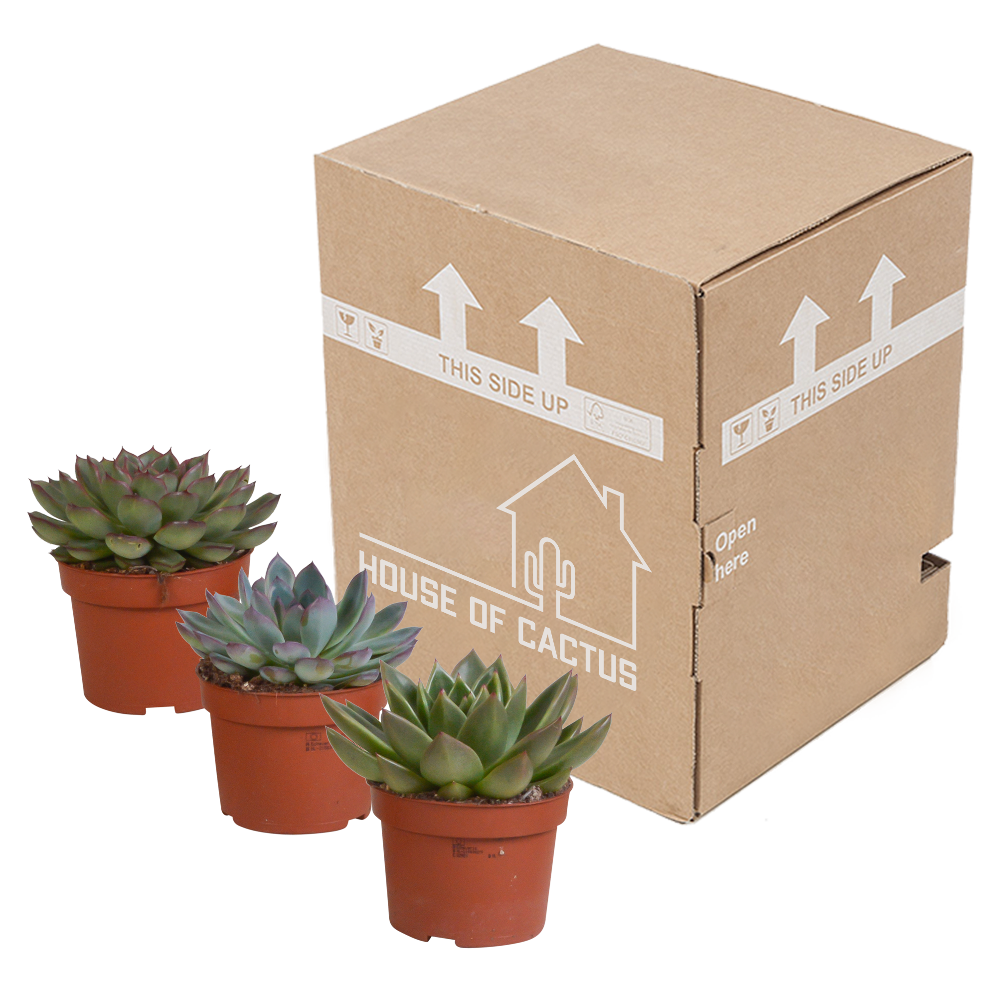 Echeveria-Mix 10,5 cm - 3 Stück - ohne Topf