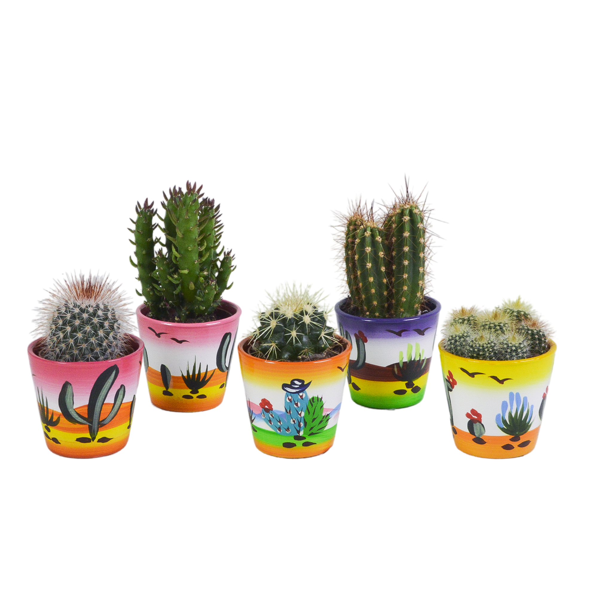 Mélange pour cactus 5,5 cm - 5x - en pot mexicain