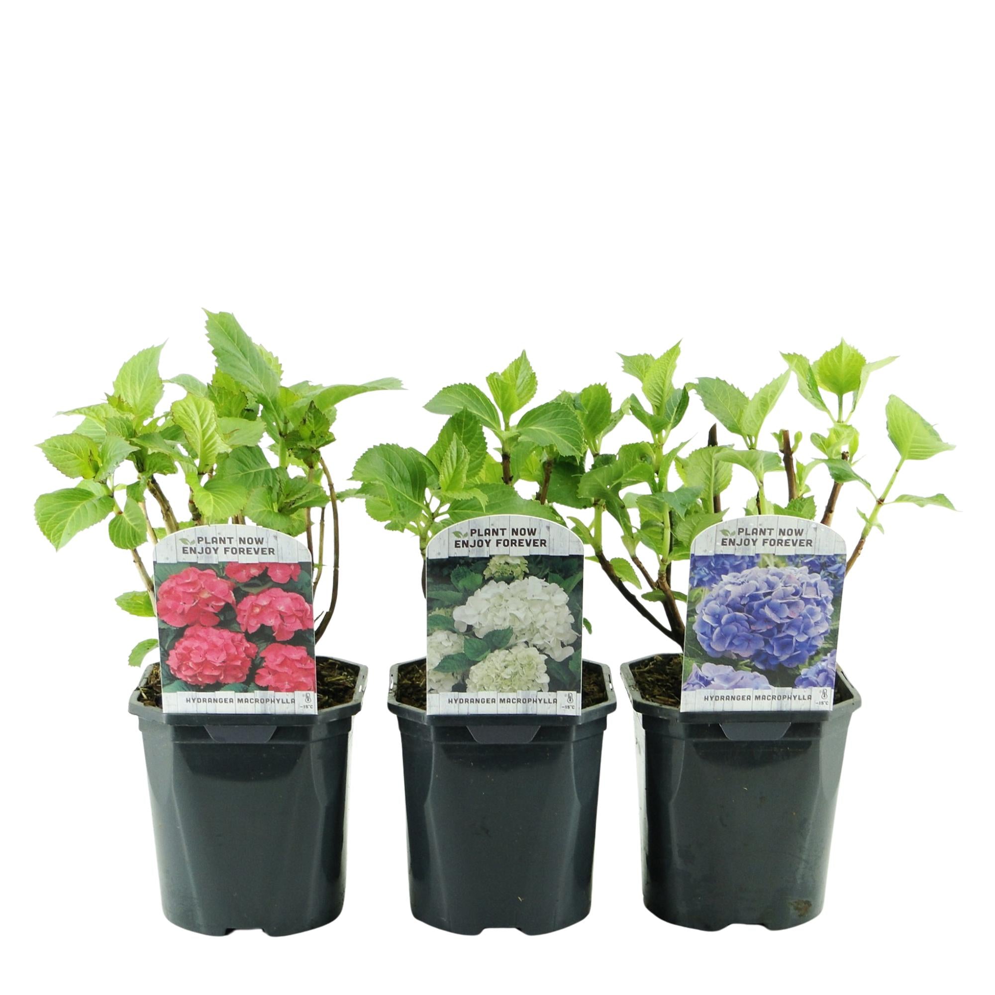Hortensia - Hydrangea macrophylla Tricolour - Bloem Blauw, Roze en Wit  - 3 Planten - Bladverliezend - Weinig Onderhoud - Pot 17cm Hoogte 30cm