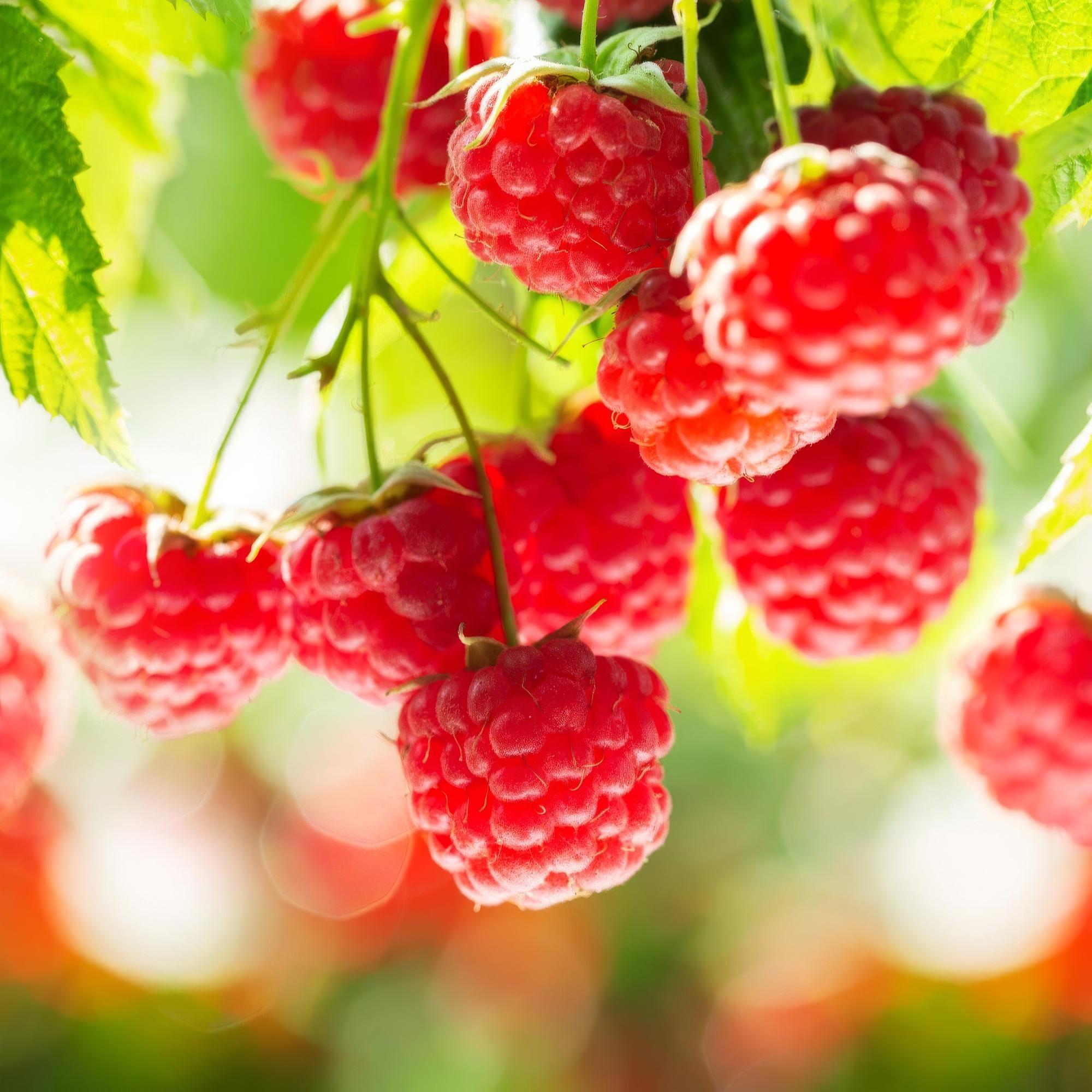 Rubus idaeus Ottawa - Frambozenplant - Winterhard - Rode Framboos - 2 Planten - Pot 15cm - Hoogte 50cm