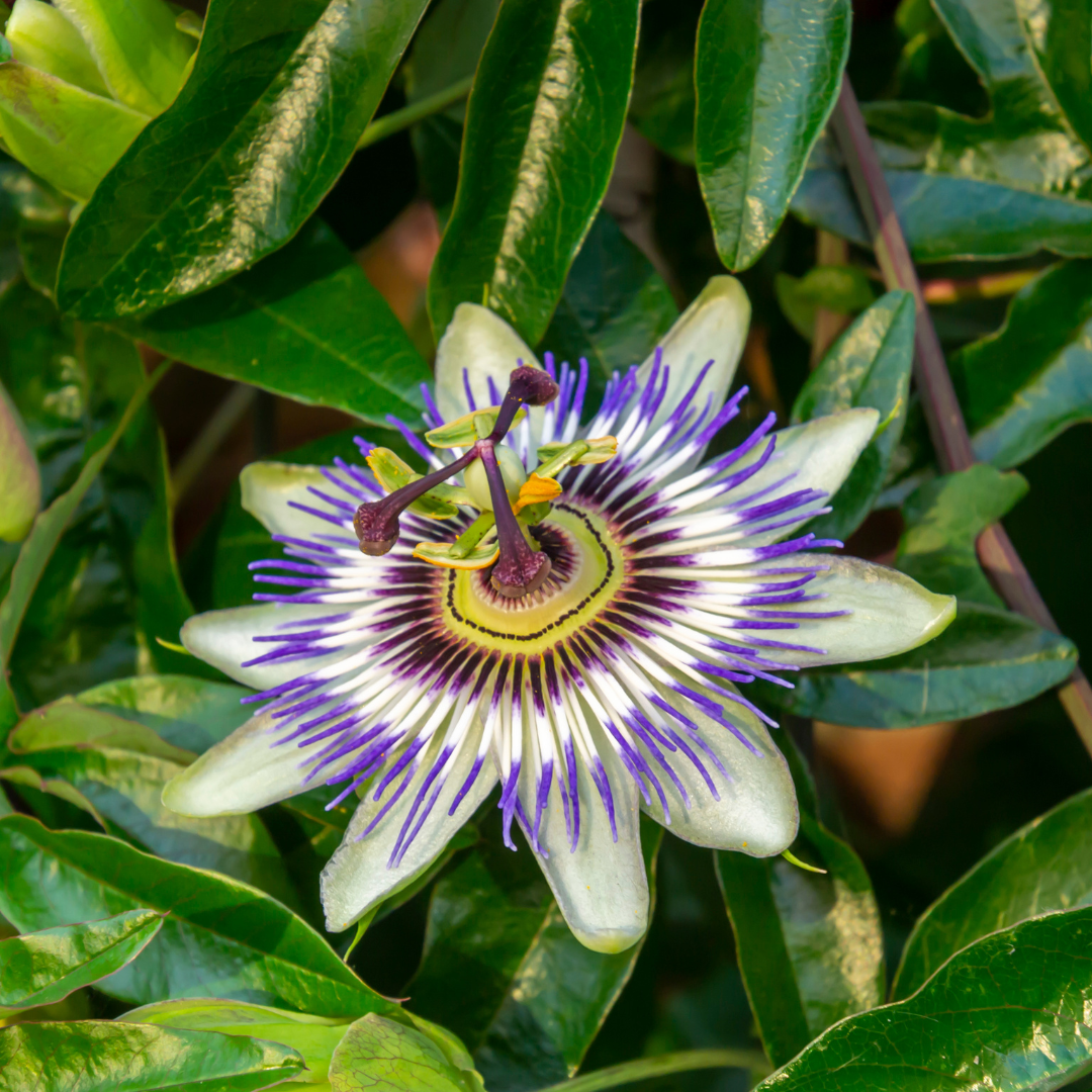Passiflora caerulea (Passiflora) – vaso P9 – pianta rampicante esotica fiorita 3x