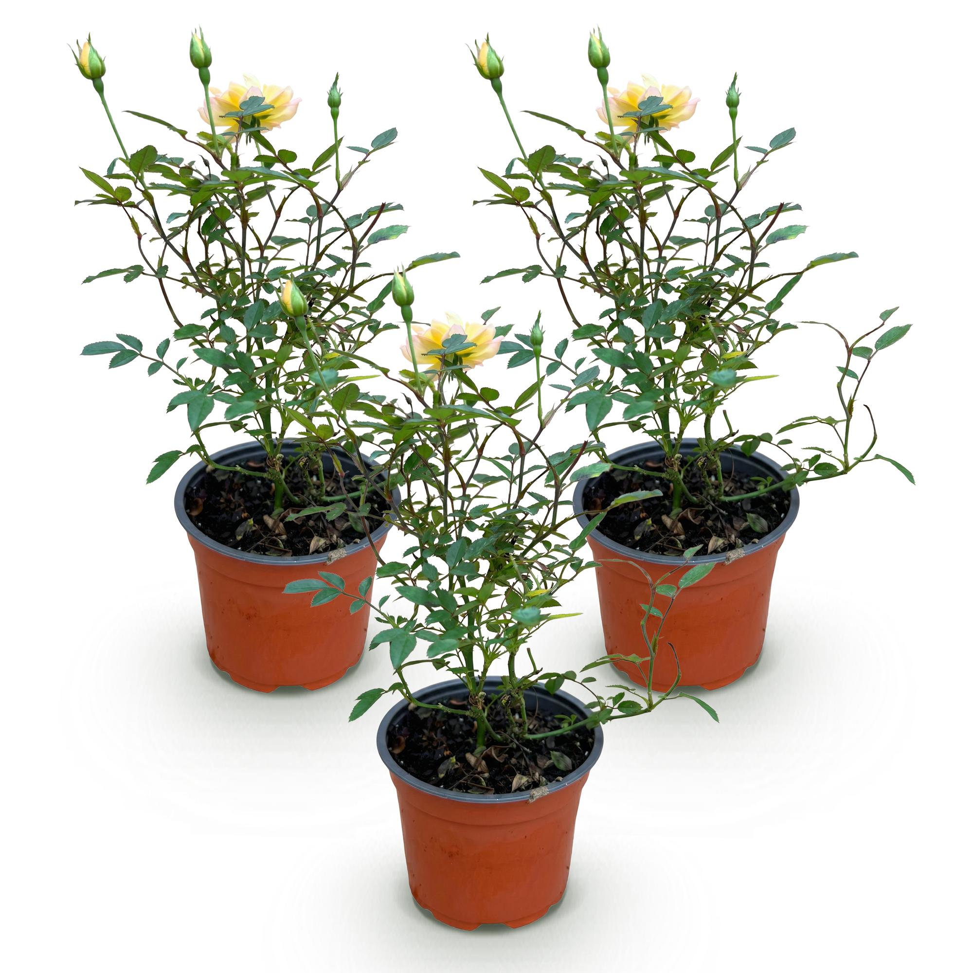 Rosa Tricolor Fairy - Roos - Winterhard - Geel-Roze - 3 Planten - Pot 12cm - Hoogte Hoogte 20-25cm