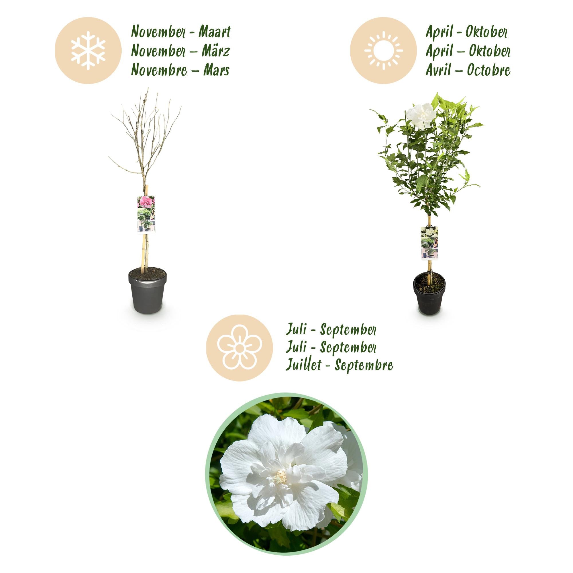 Green boutiQ - Pianta su stelo - Hibiscus syriacus White Chiffon® - Pianta da terrazza - Decidua - Resistente all'inverno - Fiore bianco - Vaso 19 cm Altezza 90 cm