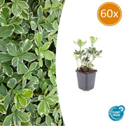 60x Pachysandra term. 'Variegata' - ↕10-25cm - Ø9cm
