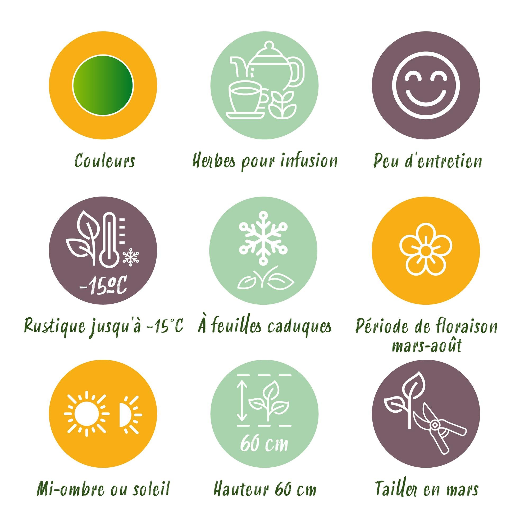 Green boutiQ – Beet-Set – Teekräuter – 8 Stauden – 1 m² – Verschiedene Farben – Pflegeleicht – 11-cm-Topf
