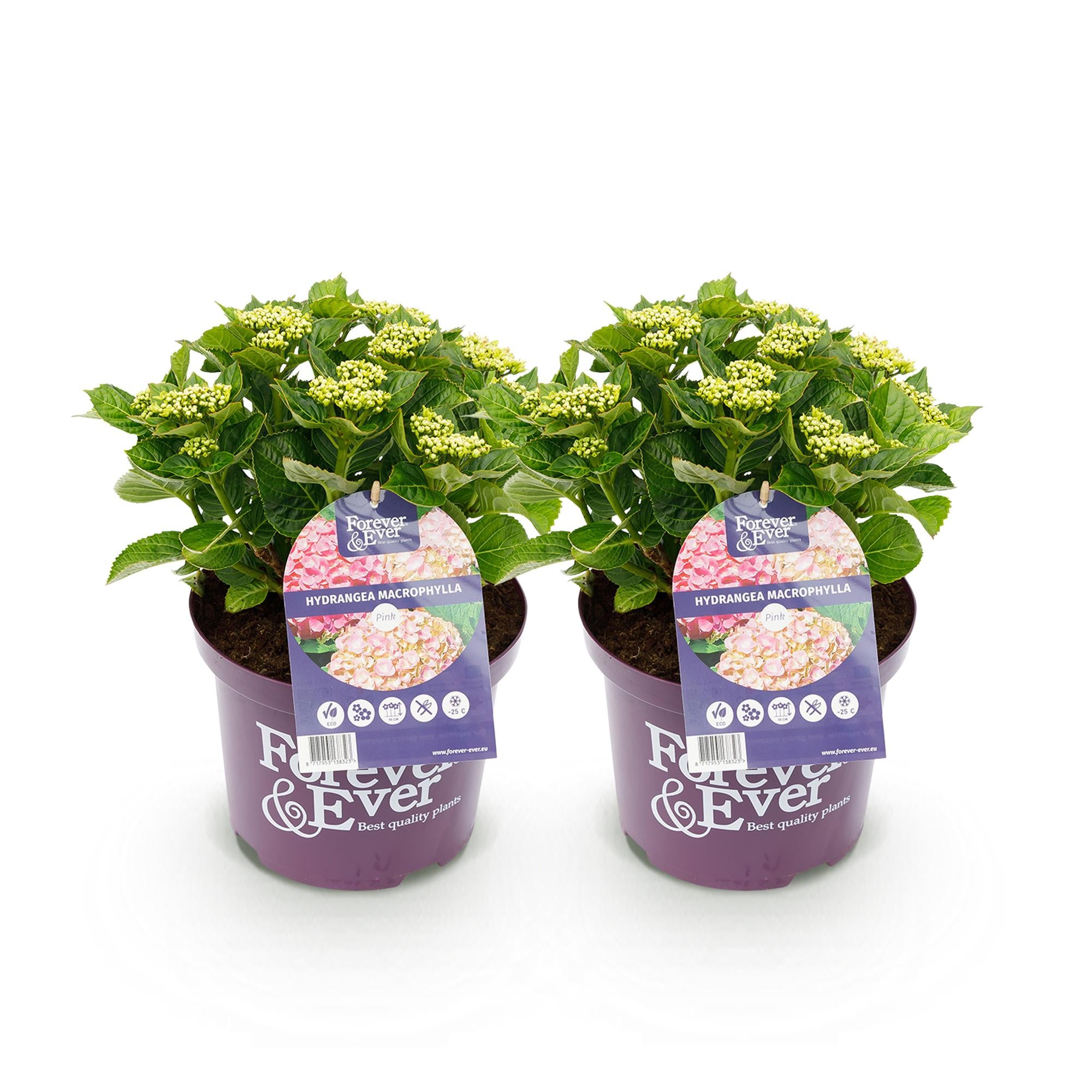 Hortensia - Hydrangea Forever & Ever - Roze - 7-12 Bloemen - 2 Planten - Pot 23cm Hoogte 55cm