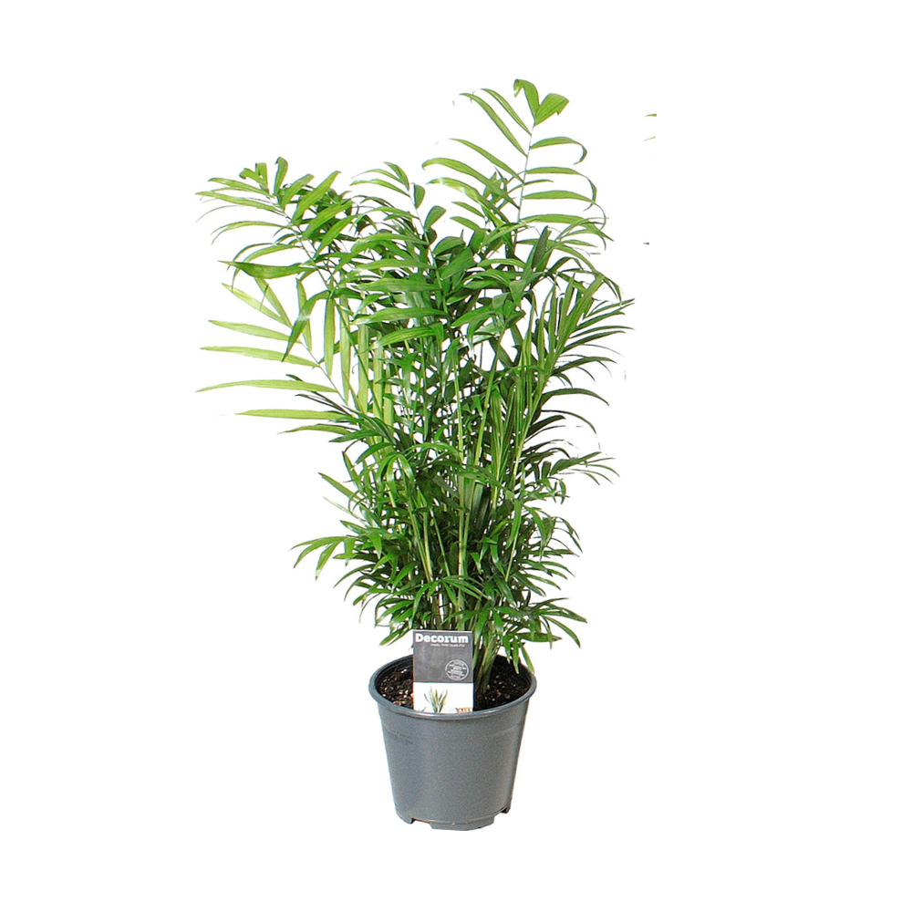 Chamaedorea Elegans – Ø14cm – ↕55cm