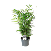 Chamaedorea Elegans – Ø14cm – ↕55cm