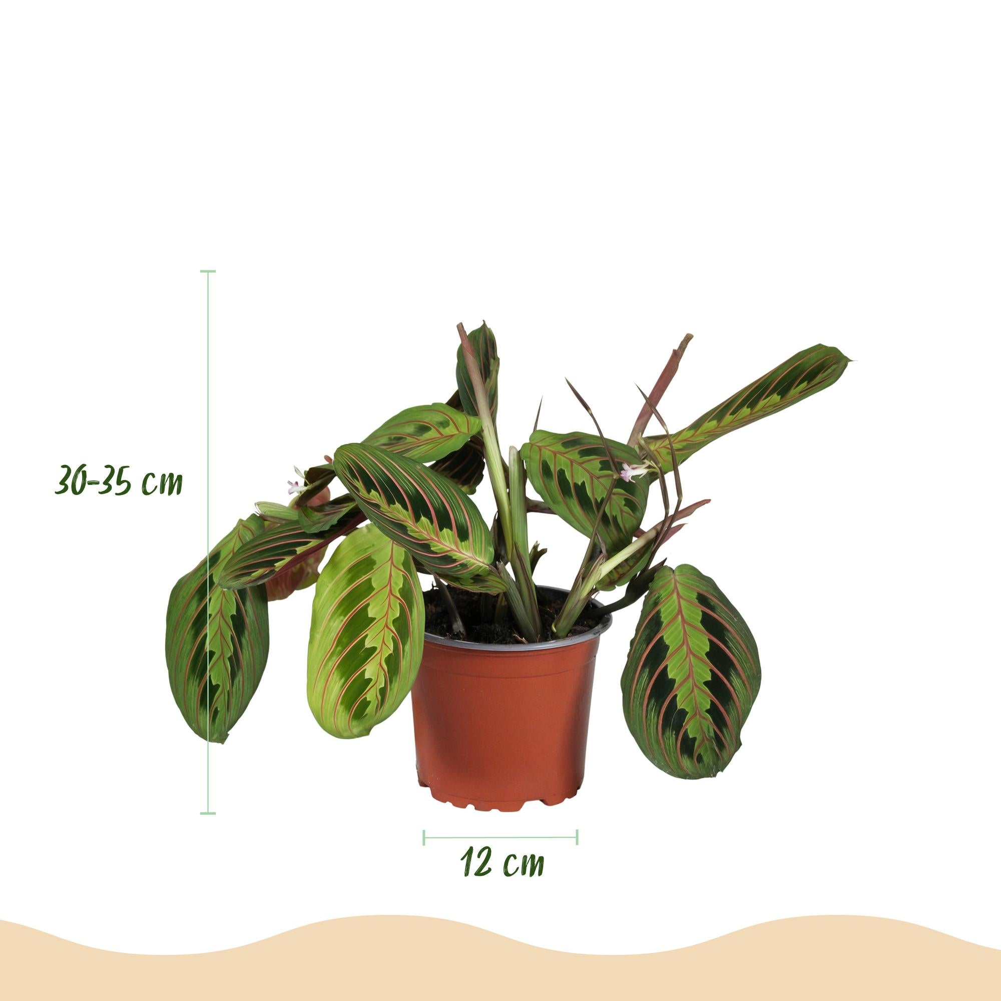 Maranta Fascinator Tricolour - Gebedsplant - Huisdiervriendelijke Plant - Groen - 4 Planten - met Potter Grijs - Pot 12cm - Hoogte 25cm