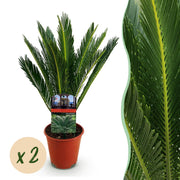 Cycas revoluta - Palmvaren - Weinig onderhoud - Groen - 2 - Pot 14cm - Hoogte 45cm
