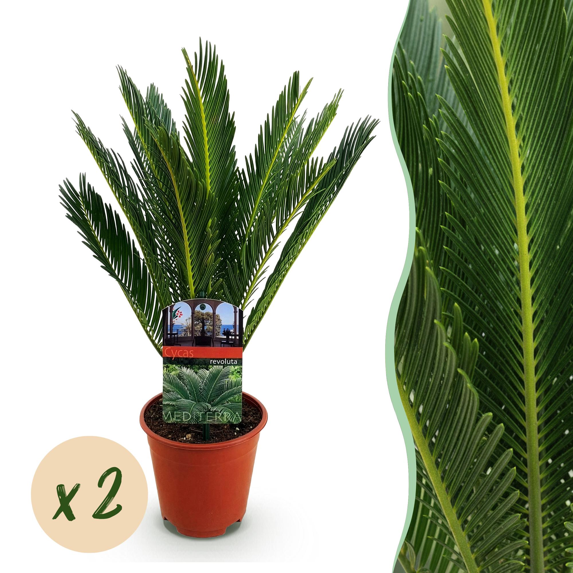 Cycas revoluta - Palmvaren - Weinig onderhoud - Groen - 2 - Pot 14cm - Hoogte 45cm