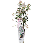 Trachelospermum 'Star of Ibiza' - Jasmin rose de Toscane - Ø15cm - ↕65cm