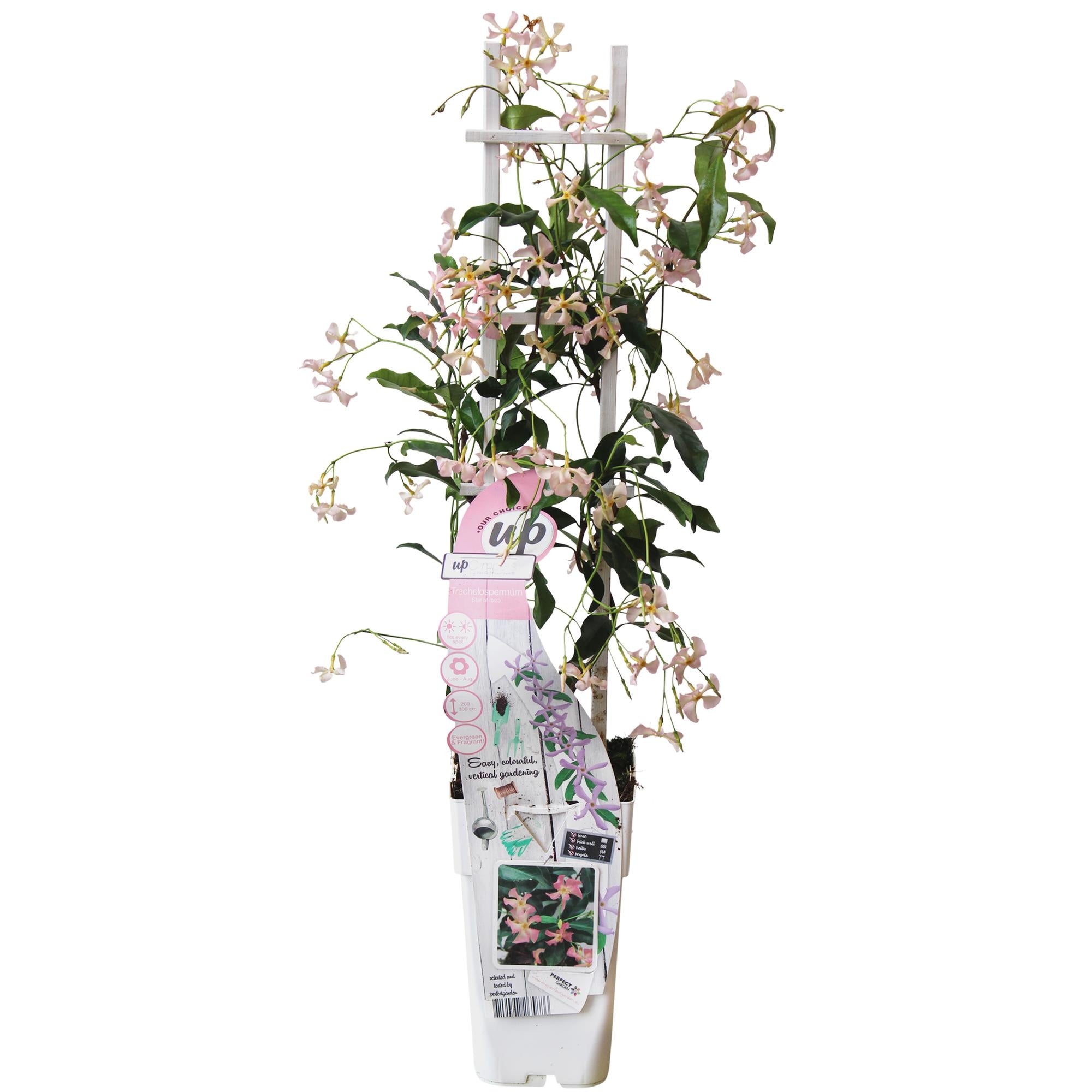 Trachelospermum 'Star of Ibiza' - Jasmin rose de Toscane - Ø15cm - ↕65cm