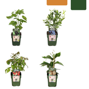 Bio-Obstpflanzenmischung „Sommerfrüchte“, 4 verschiedene Sorten