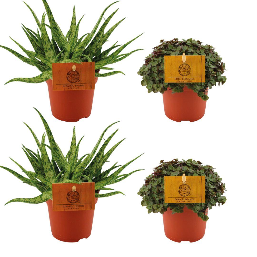 2x Aloe Spider + 2x Callisia Turtle - 4 pezzi - Ø10,5cm - ↕10cm