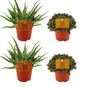 2x Aloe Spider + 2x Callisia Turtle - 4 pezzi - Ø10,5cm - ↕10cm