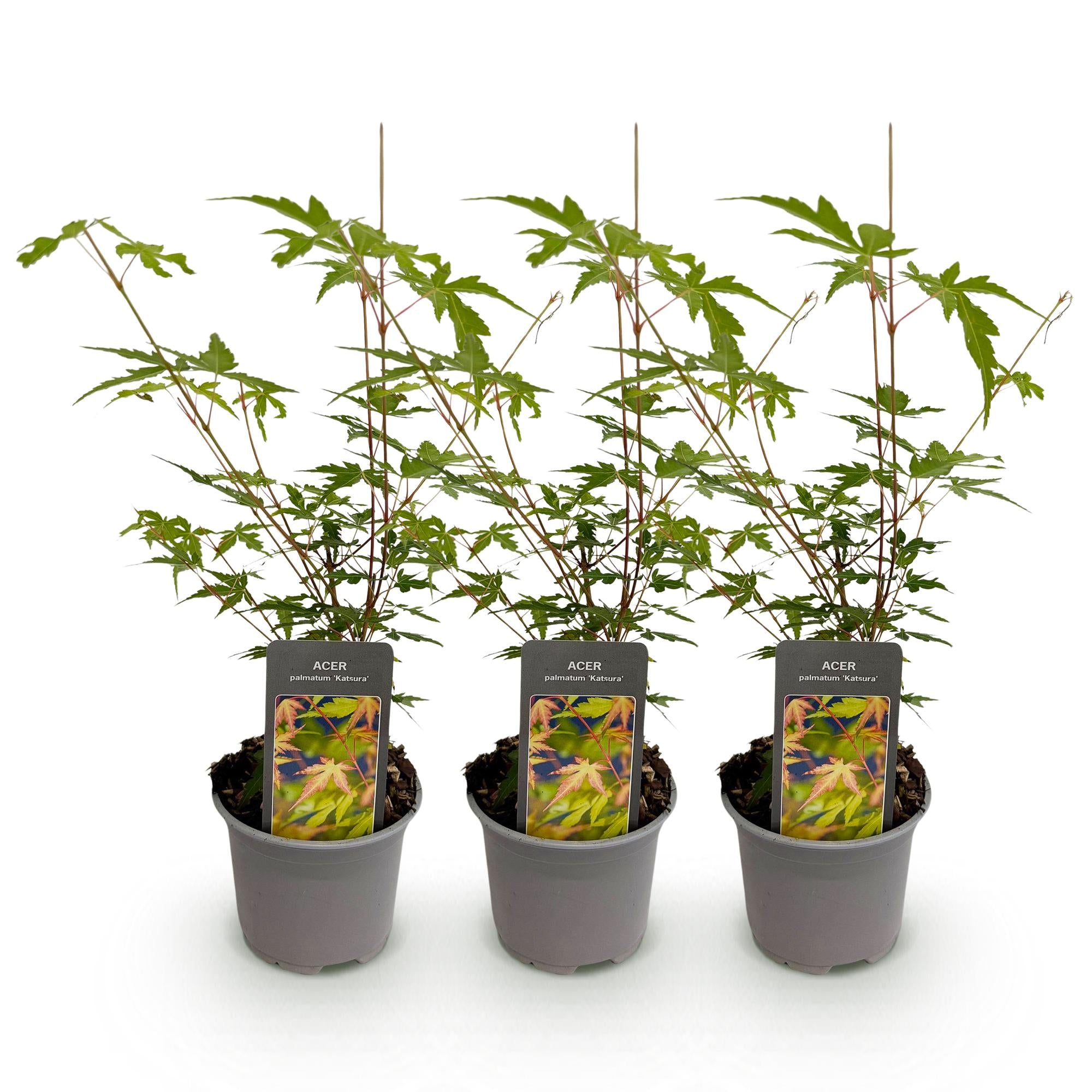 Acer palmatum Sangokaku - Groen - 3 Planten - Bladverliezend - Weing Onderhoud - Pot 12cm Hoogte 35cm